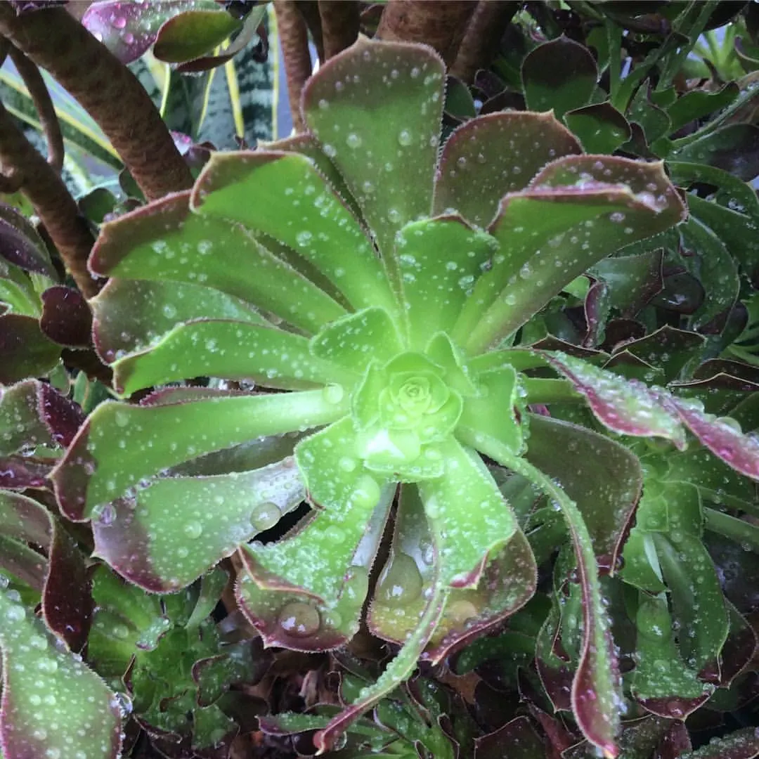 Parasol Aeonium (Aeonium Arboreum) — is a striking succulent featuring rosettes of waxy; its yellow blooms in late winter to spring offer a vibrant, image 57