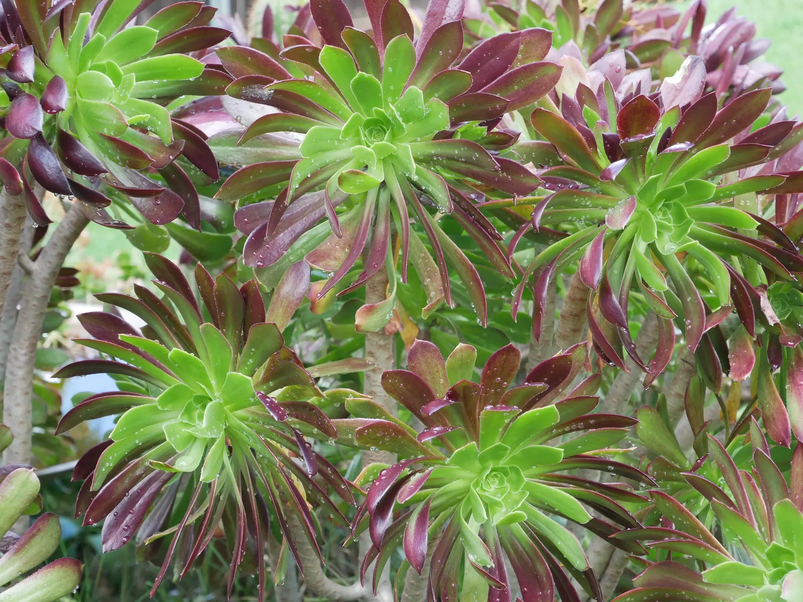 Parasol Aeonium (Aeonium Arboreum) — Its yellow blooms in late winter to spring offer a vibrant contrast against its dark foliage