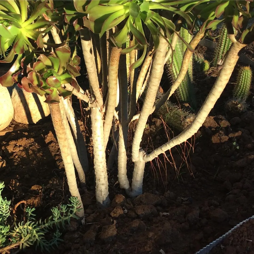 Parasol Aeonium (Aeonium Arboreum) — Just be wary of heavy frost, as this plant is sensitive to extreme cold