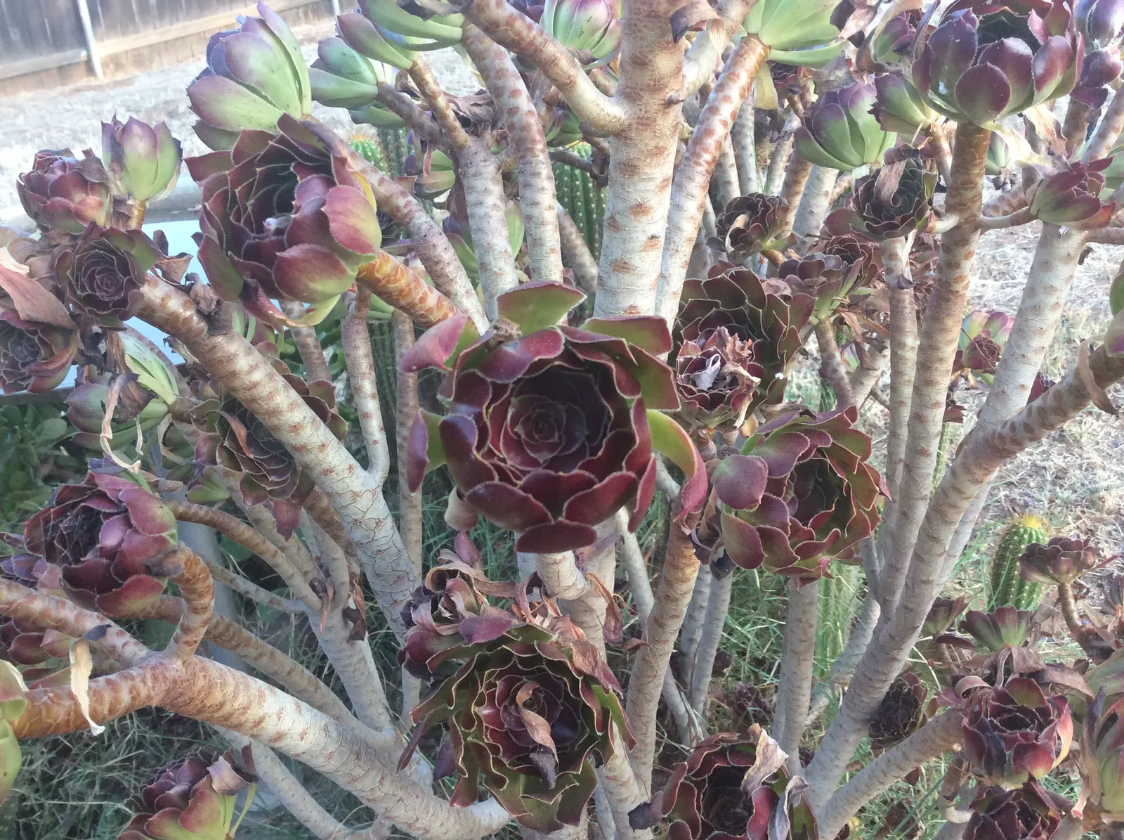 Parasol Aeonium (Aeonium Arboreum) — is a striking succulent that adds a sculptural element to any garden design; occasionally tinged with bronze, image 62