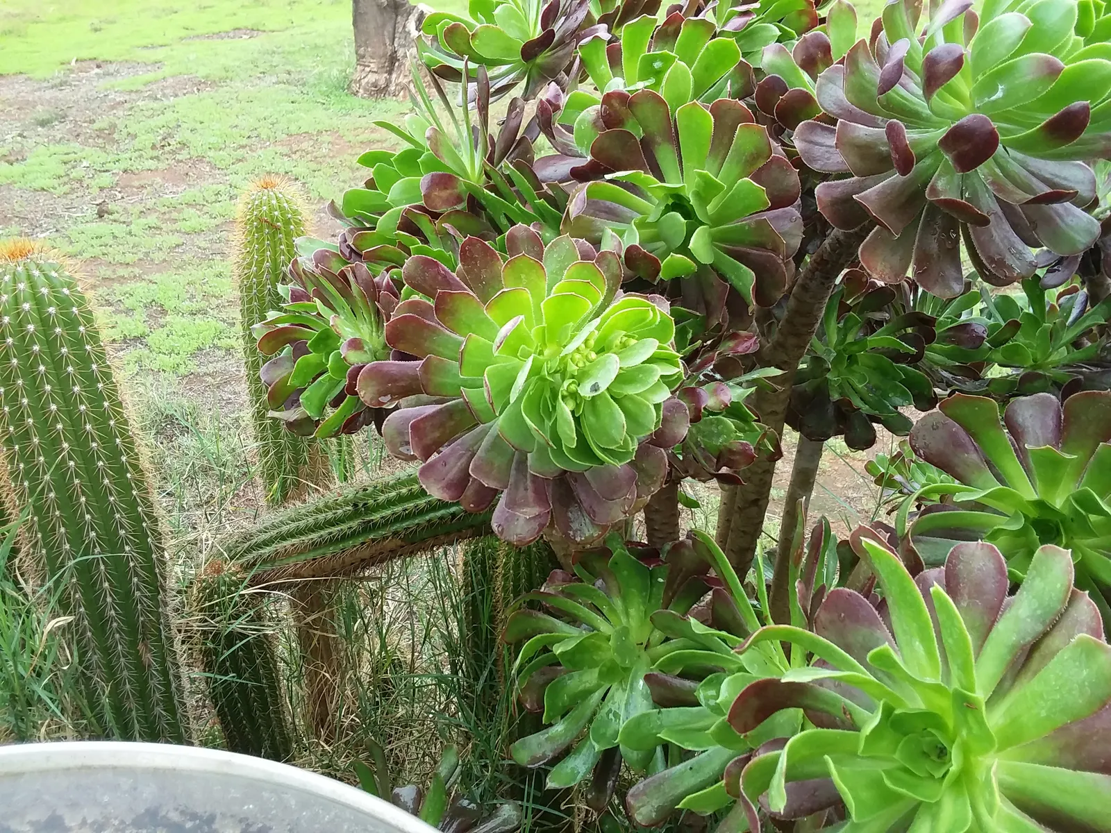 Parasol Aeonium (Aeonium Arboreum) — Towering up to 3 feet, this evergreen adds vertical drama to rock gardens and arid landscape designs; occasionally tinged