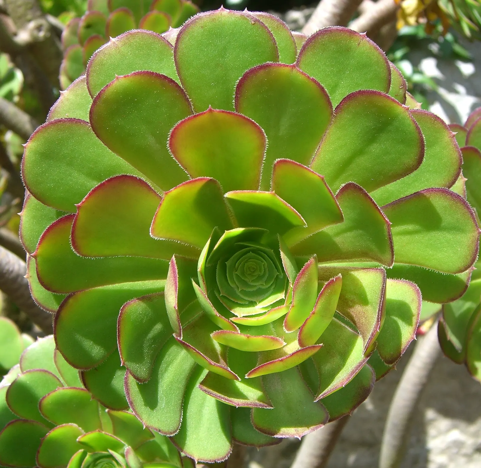 Parasol Aeonium (Aeonium Arboreum) — as its evergreen rosettes lend enduring structure and texture to their garden