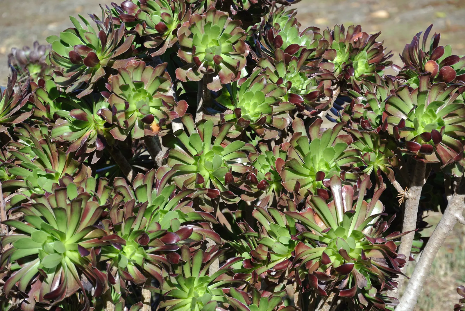 Parasol Aeonium (Aeonium Arboreum) — creating a vibrant display