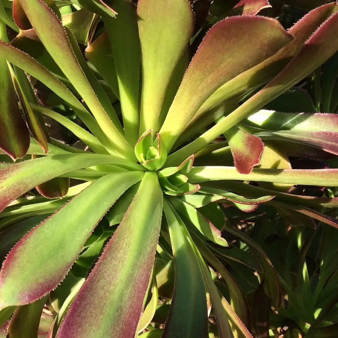 Parasol Aeonium (Aeonium Arboreum) — as its evergreen rosettes lend enduring structure and texture to their garden; occasionally tinged with bronze or red edges
