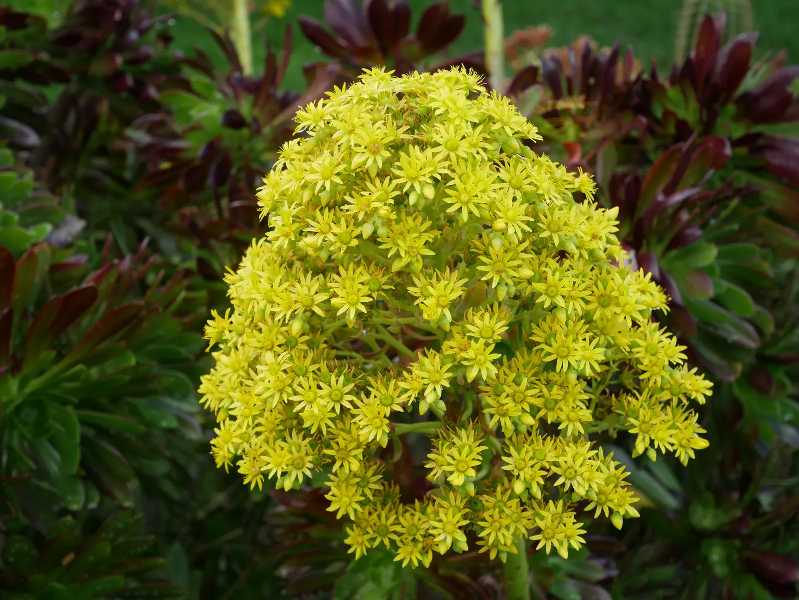 Parasol Aeonium (Aeonium Arboreum) — the Parasol Aeonium prefers well-drained soil and thrives in full to partial sunlight; occasionally tinged with bronze or