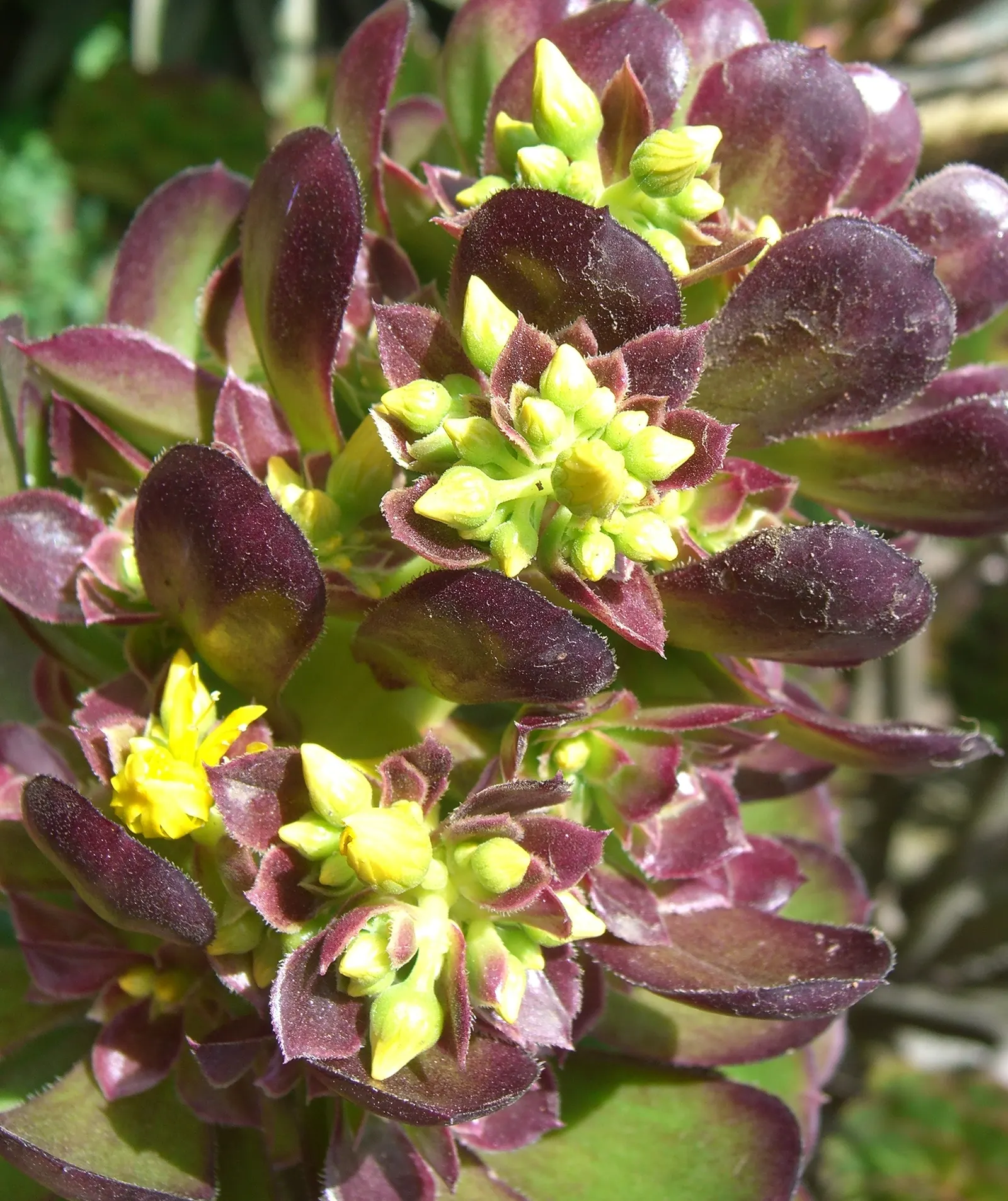Parasol Aeonium (Aeonium Arboreum) — Towering up to 3 feet, this evergreen adds vertical drama to rock gardens and arid landscape designs, image 58