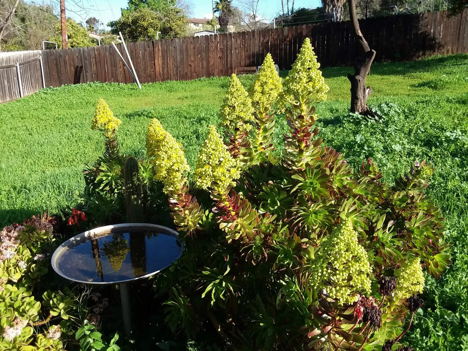 Parasol Aeonium (Aeonium Arboreum) — spoon-shaped leaves that can span up to 8 inches across