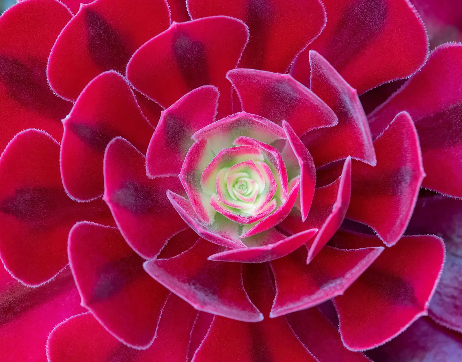 Parasol Aeonium (Aeonium Arboreum) — giving it a regal presence amongst other garden flora.<br><br>During the late winter to spring