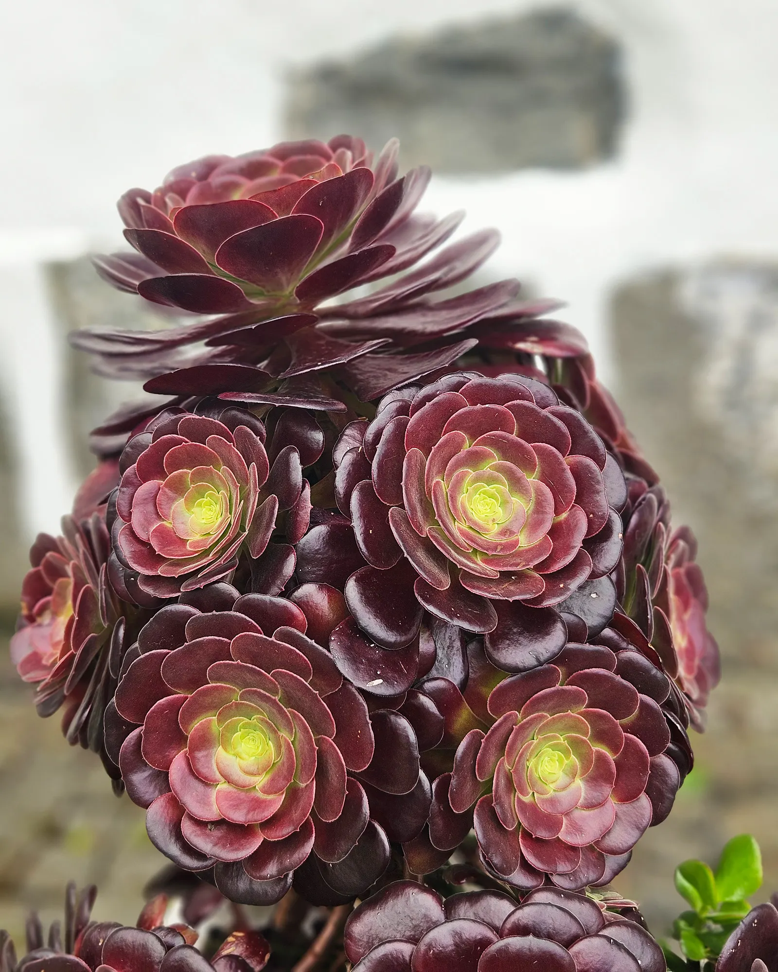 Parasol Aeonium (Aeonium Arboreum) — making it an eye-catching specimen in any xeriscape