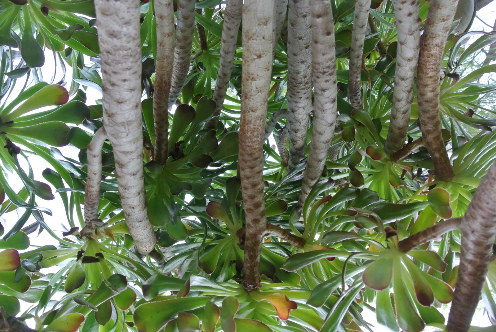 Parasol Aeonium (Aeonium Arboreum) — succulent for full or half or shade
