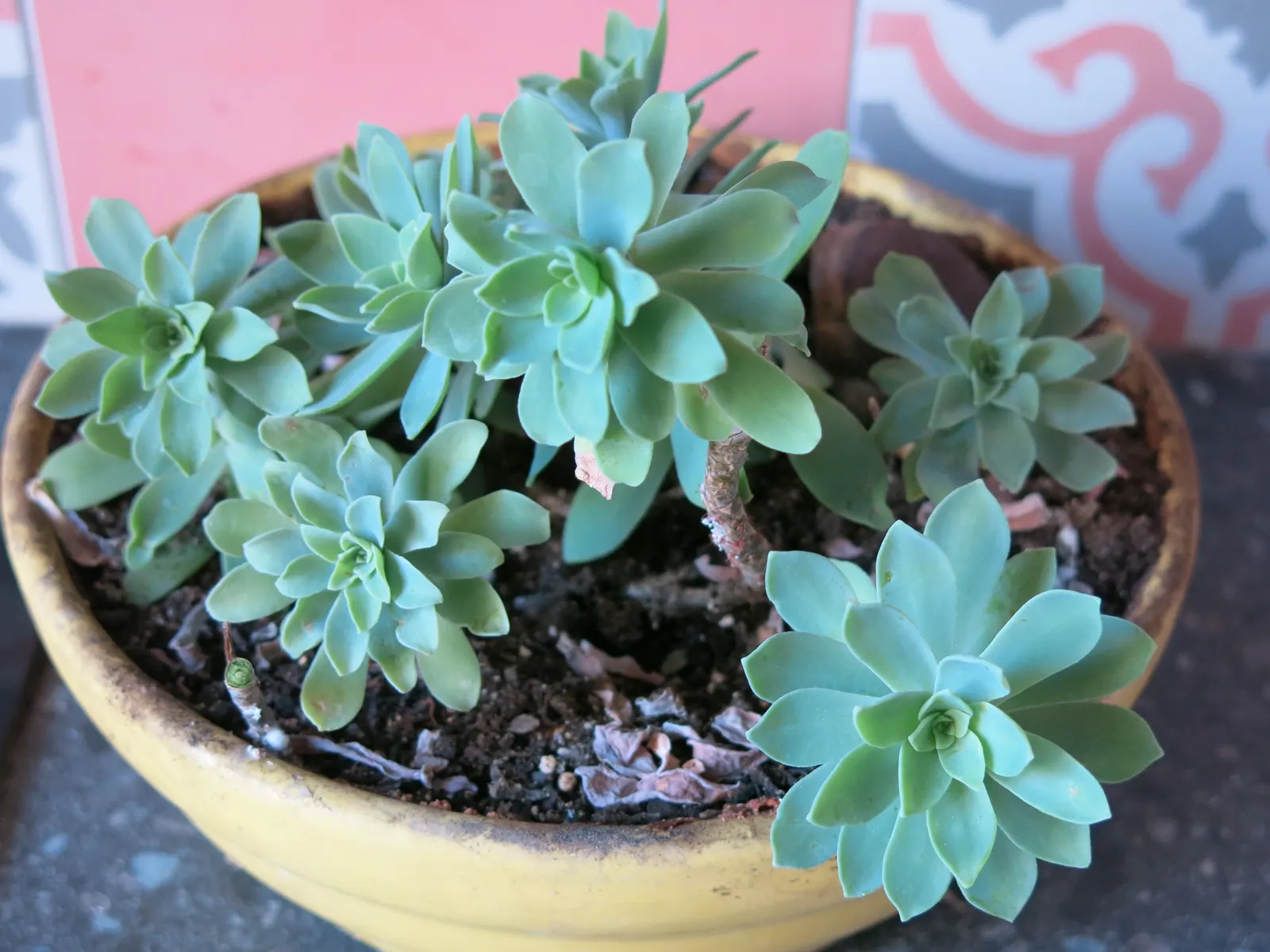 Parasol Aeonium (Aeonium Arboreum) — These blossoms are not only visually appealing but also attract pollinators like bees