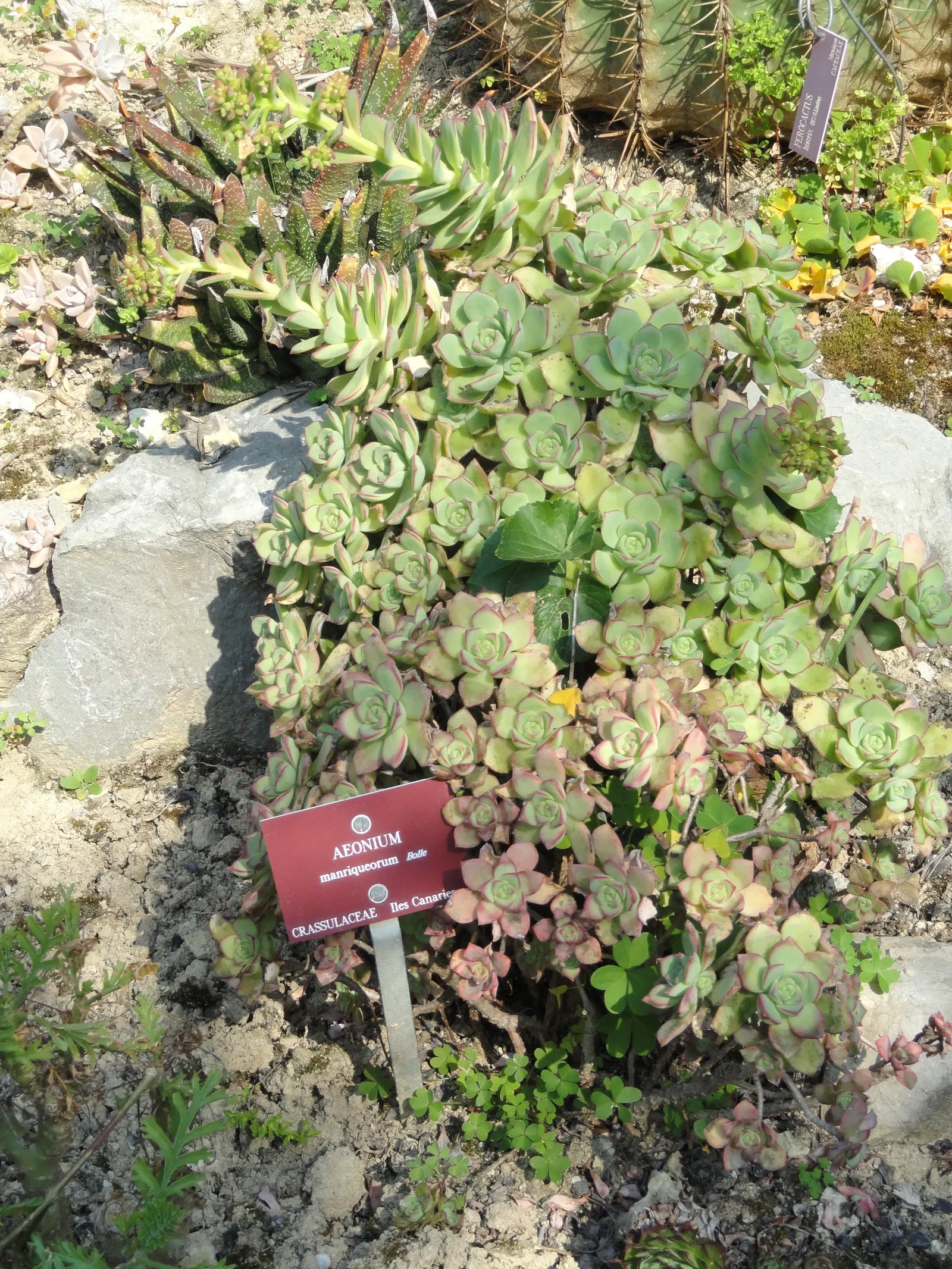 Parasol Aeonium (Aeonium Arboreum) — It's drought-tolerant once established; the Parasol Aeonium prefers well-drained soil and thrives in full to, image 75