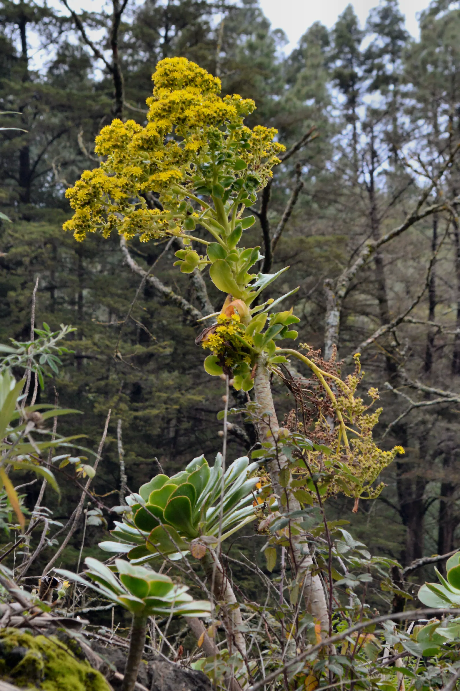 Parasol Aeonium (Aeonium Arboreum) — Growing to an average height of 3 to 4 feet with a similar spread; the Parasol Aeonium prefers well-drained, image 63