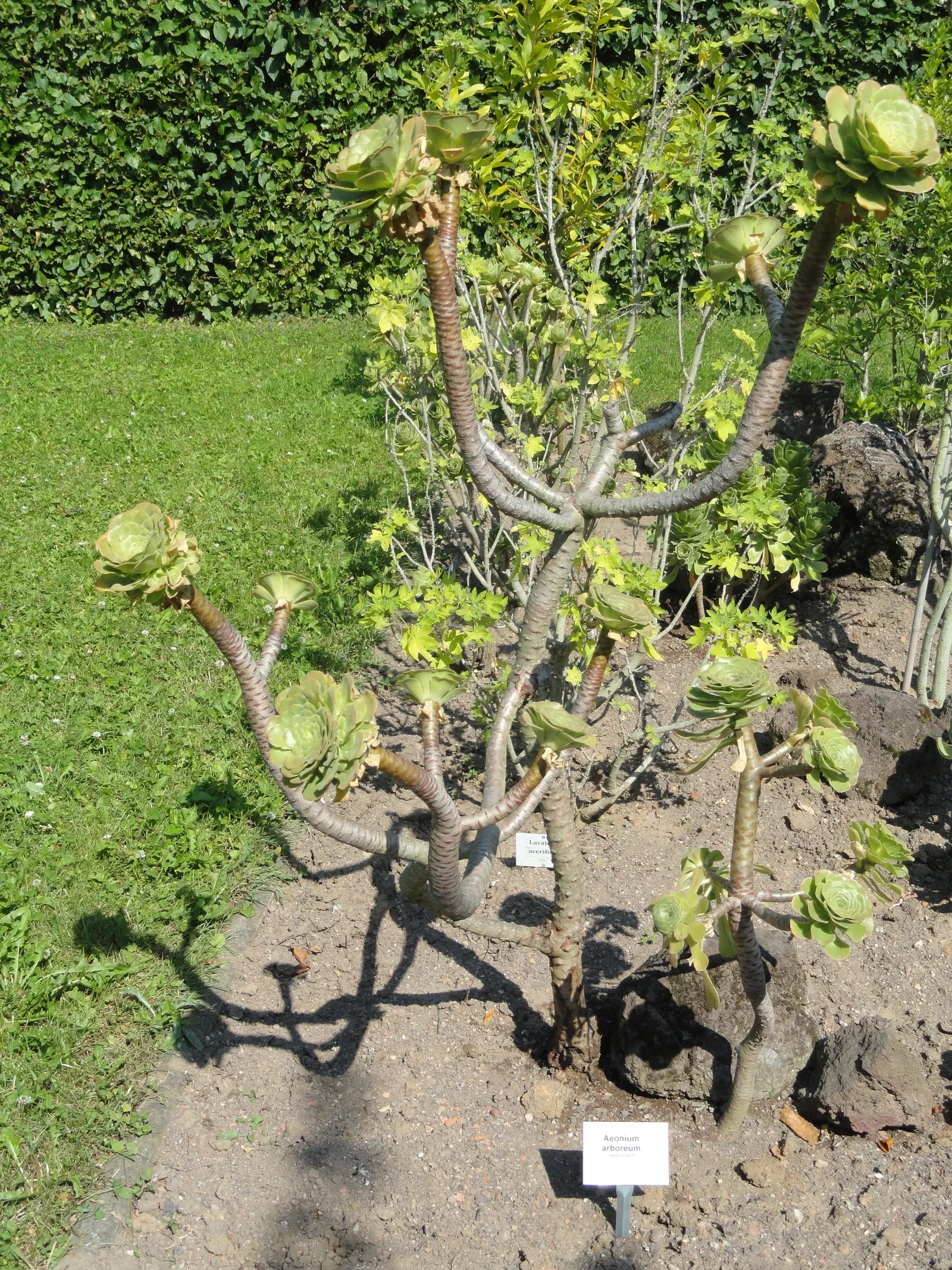 Parasol Aeonium (Aeonium Arboreum) — It's drought-tolerant once established