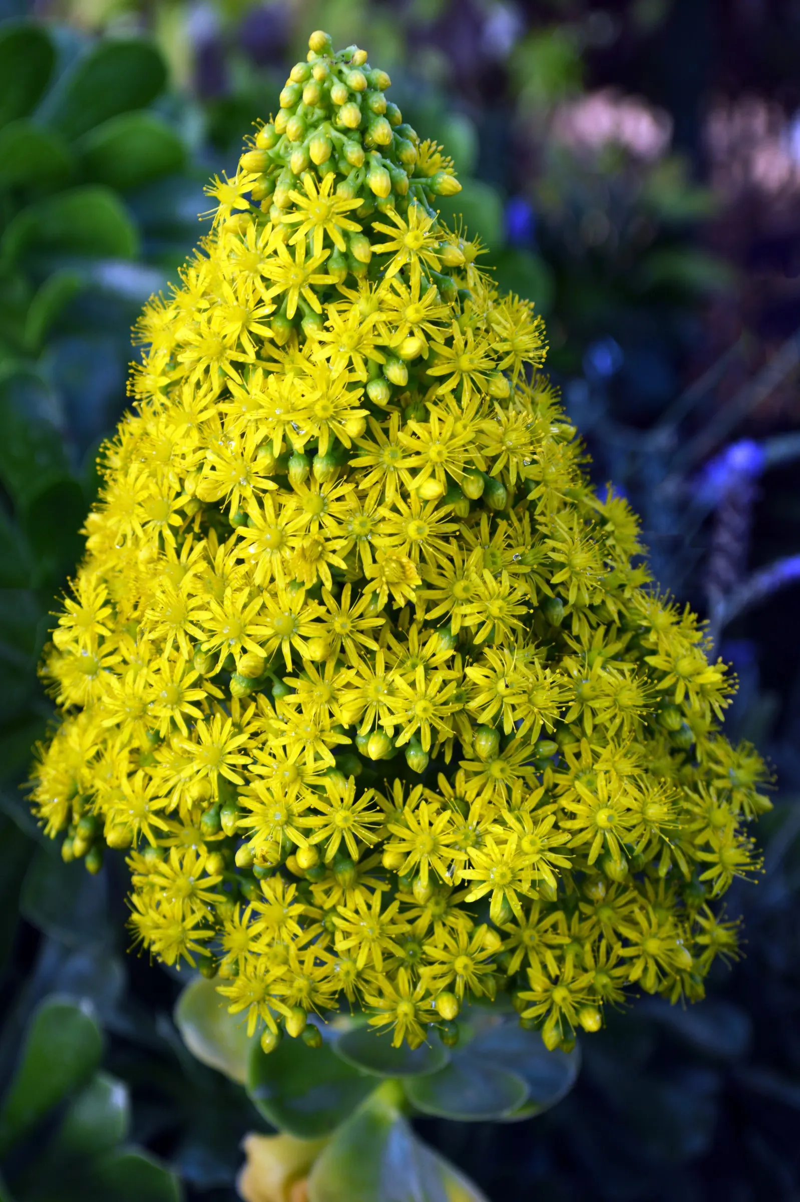Parasol Aeonium (Aeonium Arboreum) — Towering up to 3 feet, this evergreen adds vertical drama to rock gardens and arid landscape designs, image 86