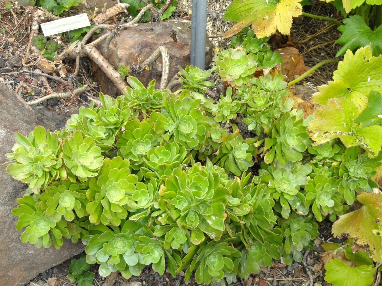 Parasol Aeonium (Aeonium Arboreum) — place this succulent in rock gardens; the Parasol Aeonium prefers well-drained soil and thrives in full to, image 79