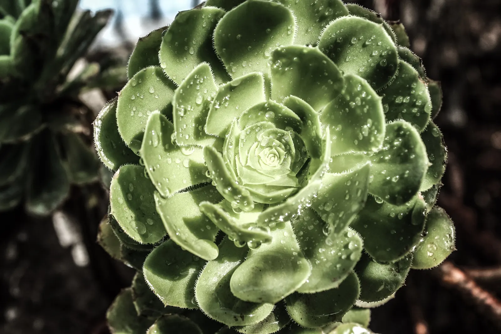 Parasol Aeonium (Aeonium Arboreum) — Growing to an average height of 3 to 4 feet with a similar spread