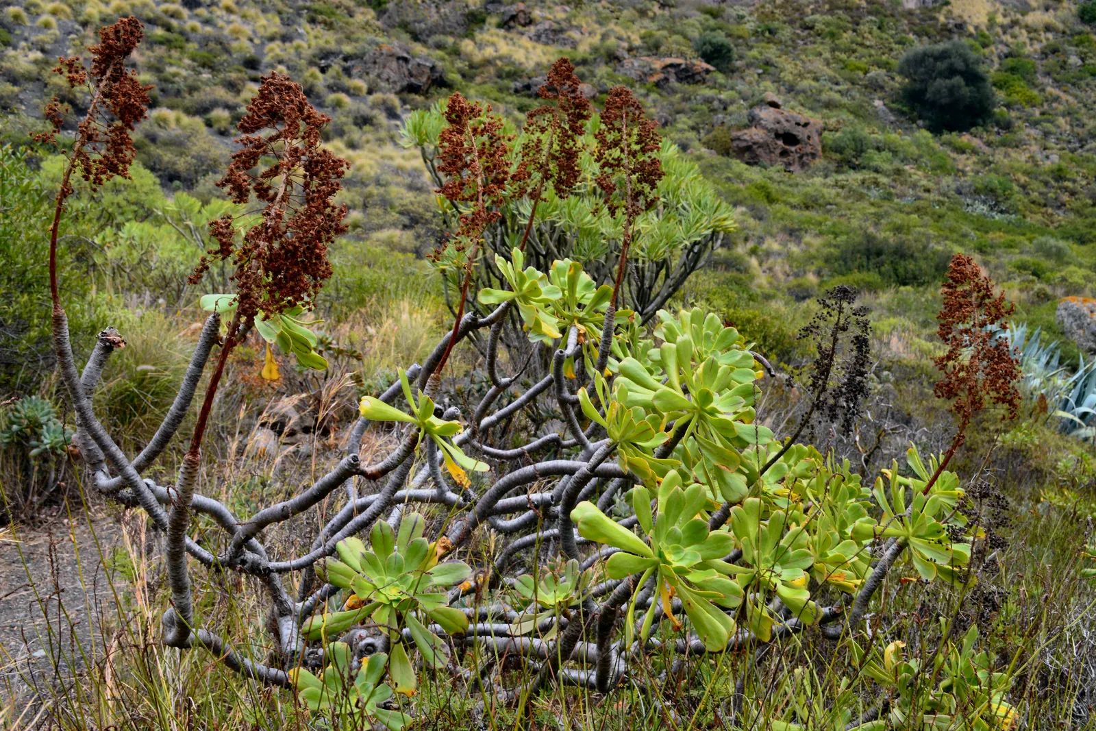 Parasol Aeonium (Aeonium Arboreum) — the Aeonium arboreum produces pyramidal clusters of bright yellow flowers that rise above the foliage, image 70