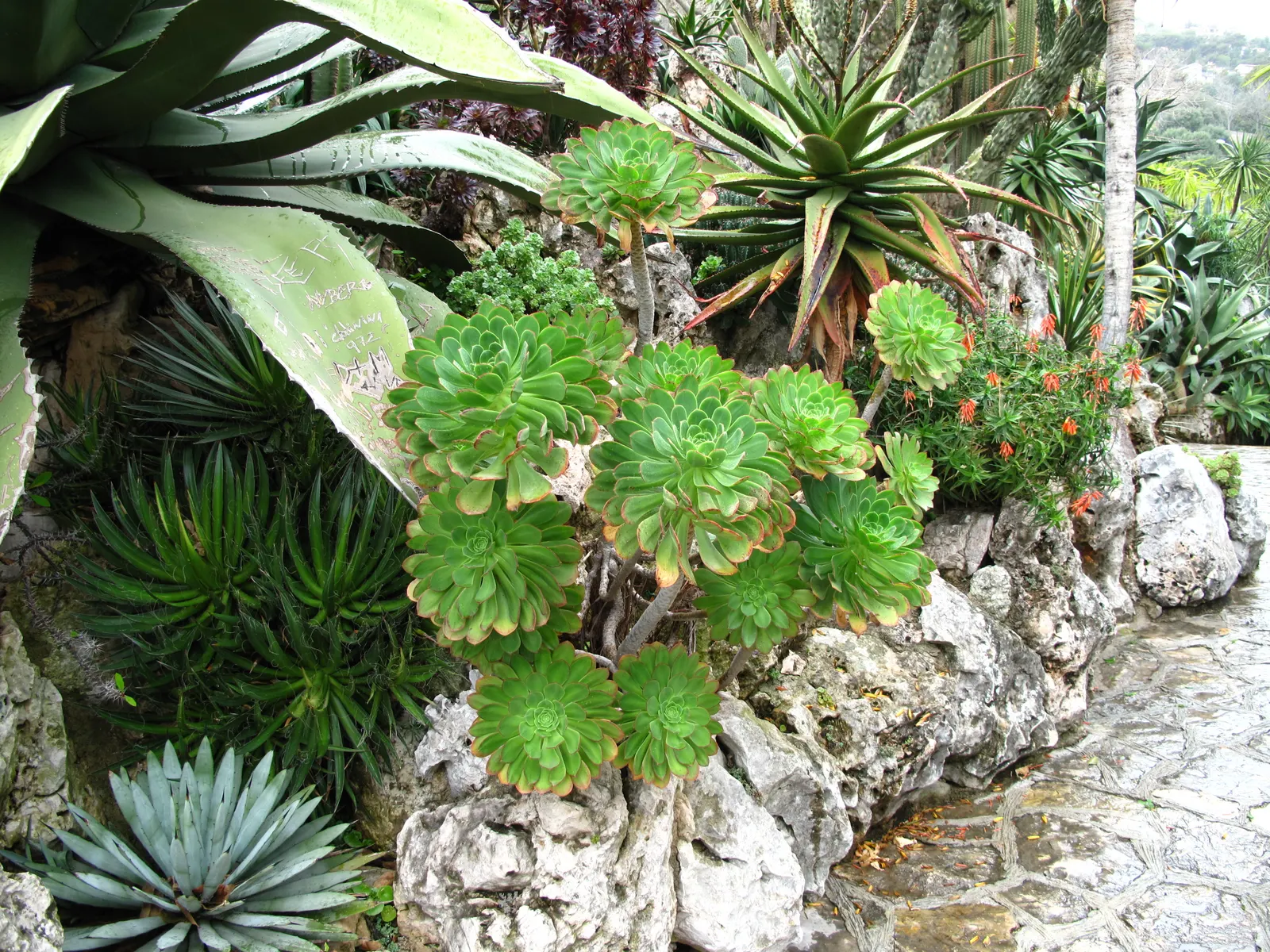 Parasol Aeonium (Aeonium Arboreum) — yellow flowers in the garden; occasionally tinged with bronze or red edges