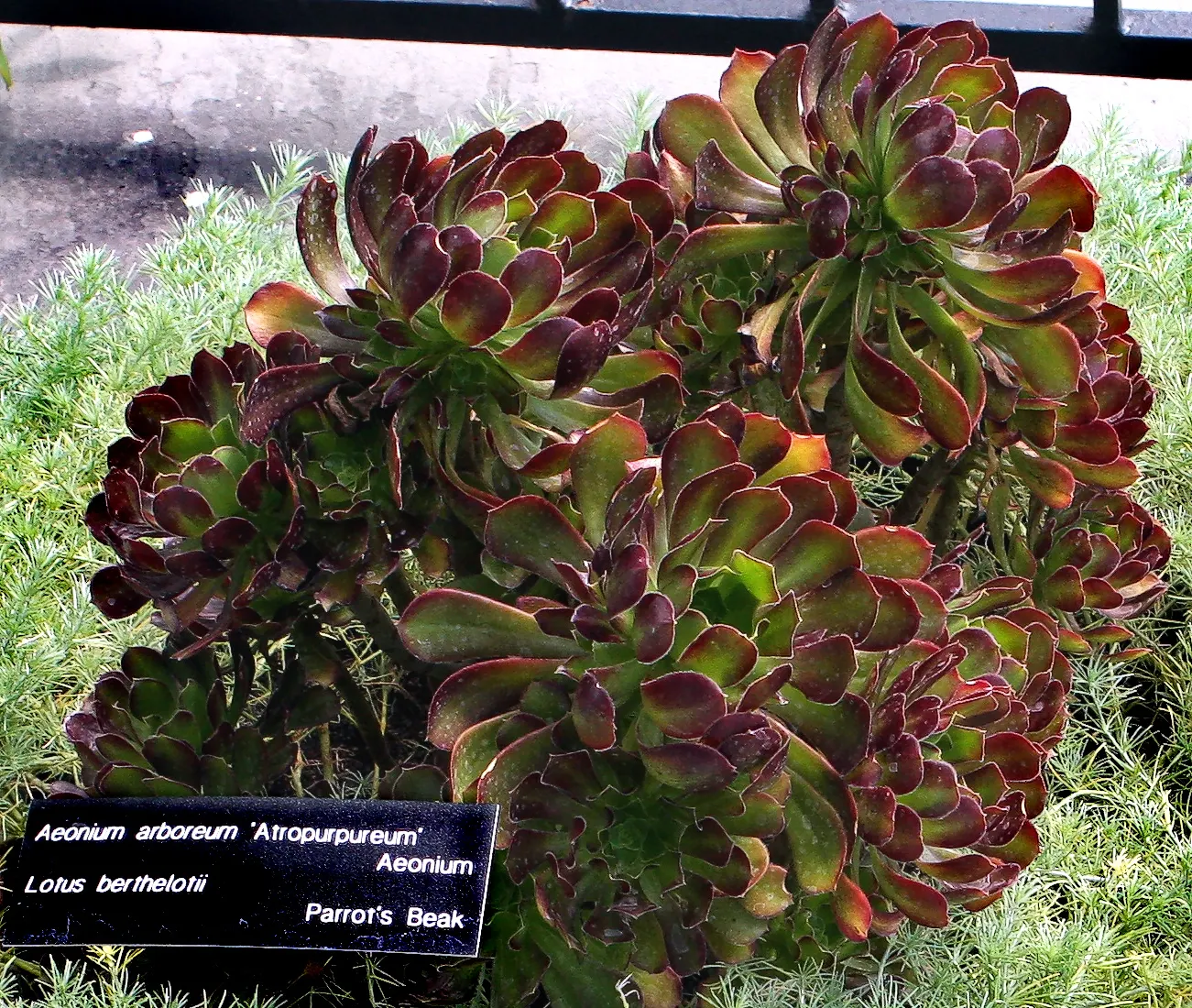 Parasol Aeonium (Aeonium Arboreum) — which makes it an ideal choice for water-wise landscaping or xeriscaping; just be wary of heavy frost, as this plant is