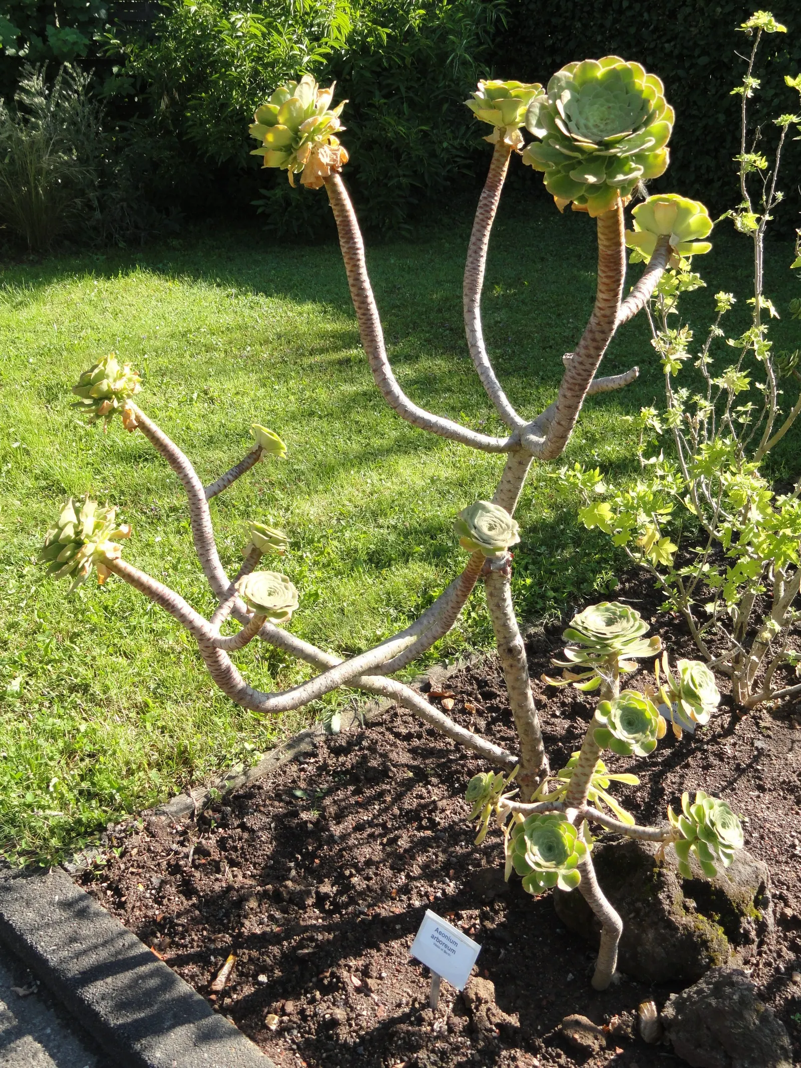 Parasol Aeonium (Aeonium Arboreum) — yellow flowers in the garden