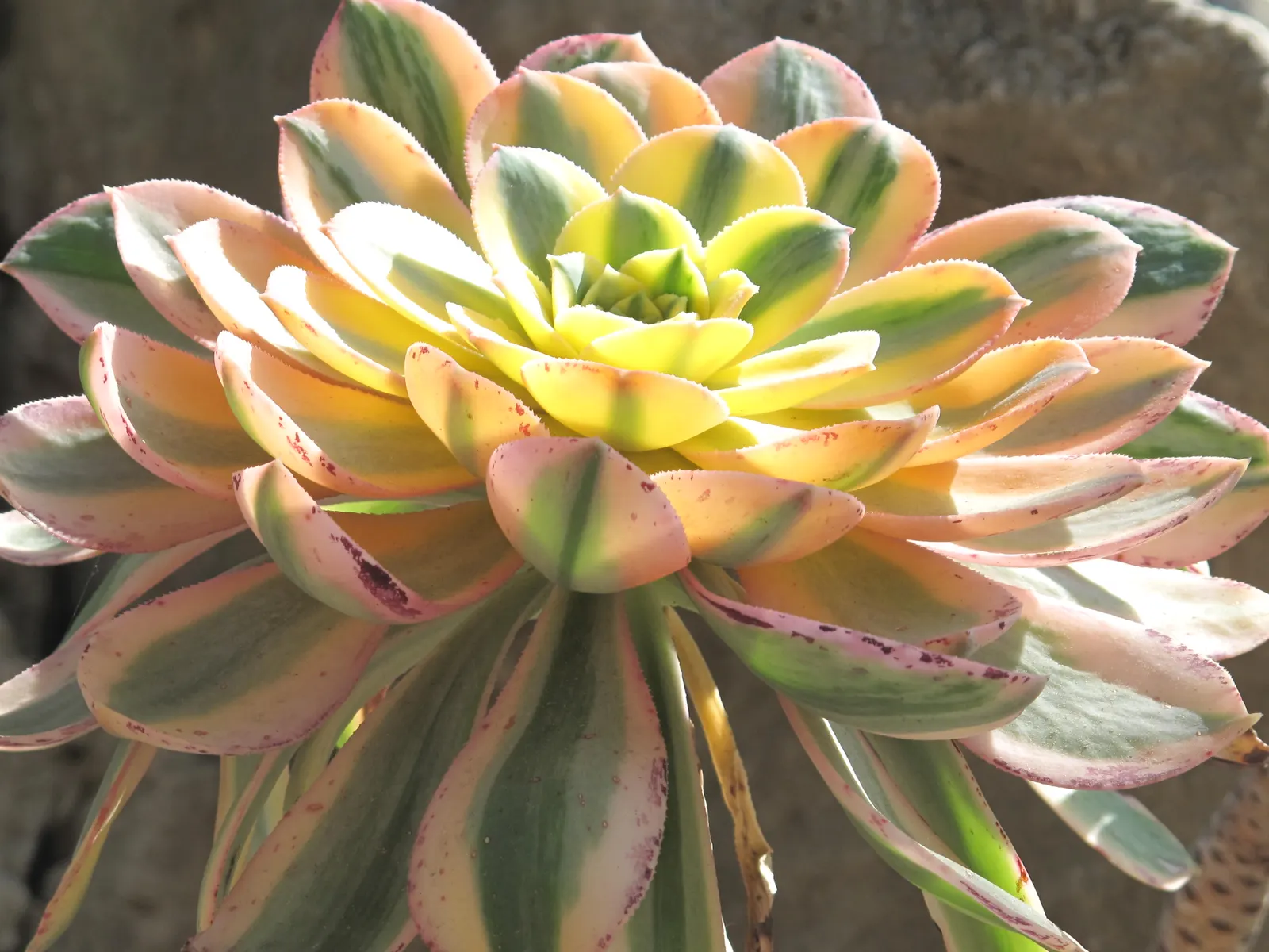 Parasol Aeonium (Aeonium Arboreum) — creating a vibrant display; the Parasol Aeonium prefers well-drained soil and thrives in full to partial sunlight