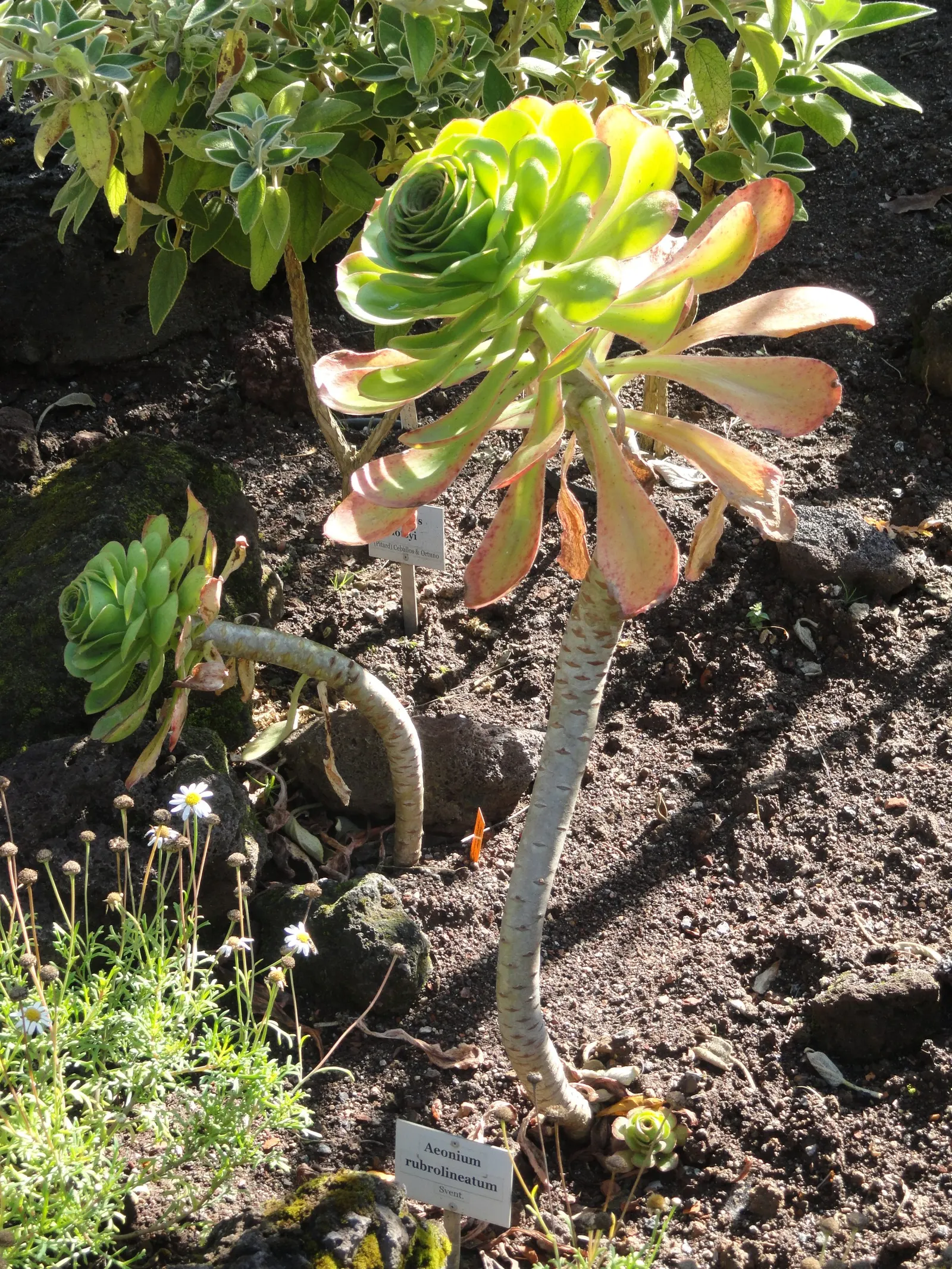 Parasol Aeonium (Aeonium Arboreum) — Towering up to 3 feet, this evergreen adds vertical drama to rock gardens and arid landscape designs