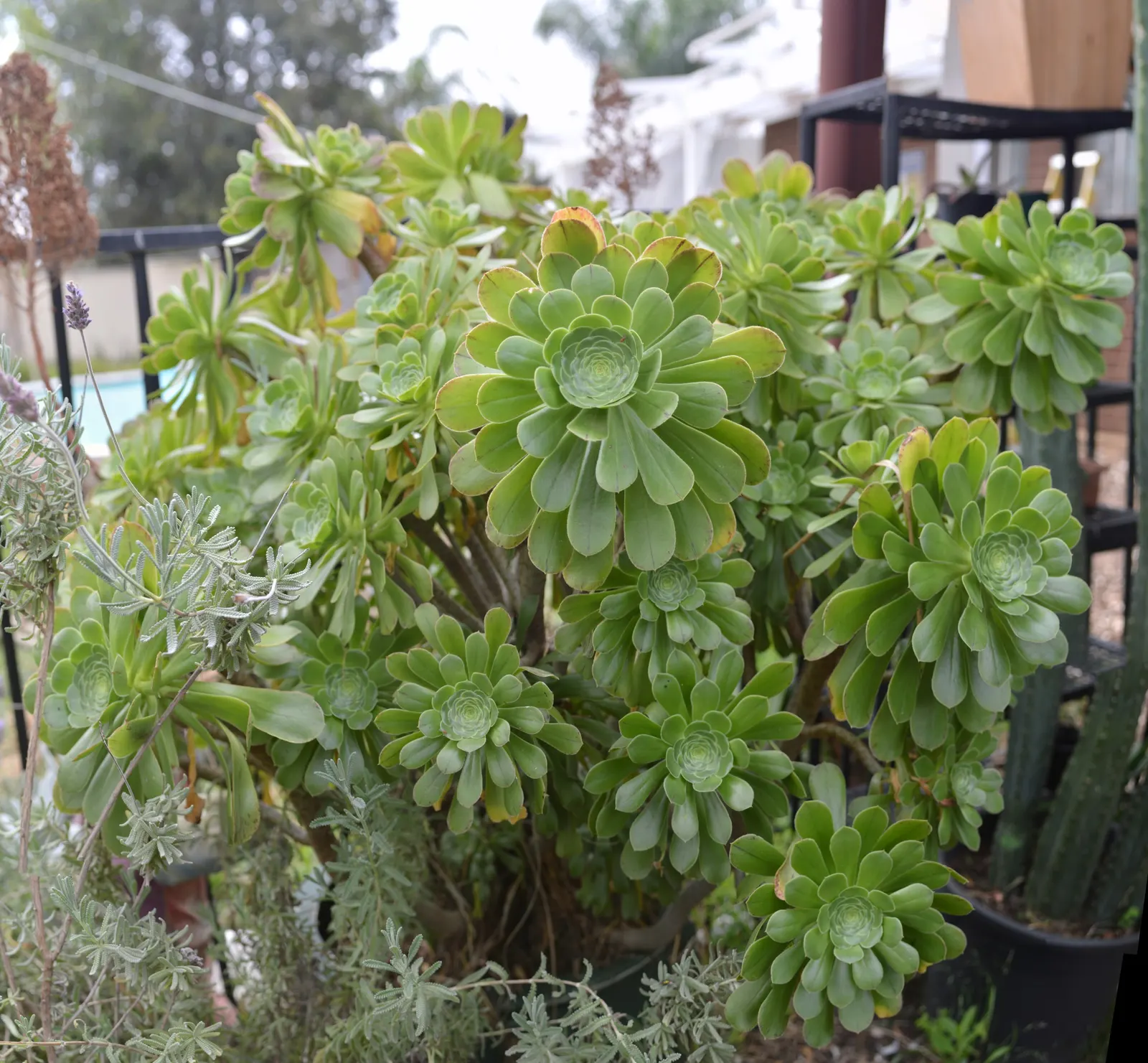 Parasol Aeonium (Aeonium Arboreum) — It prefers well-draining soil and can tolerate drought, requiring minimal care; the Parasol Aeonium prefers, image 87
