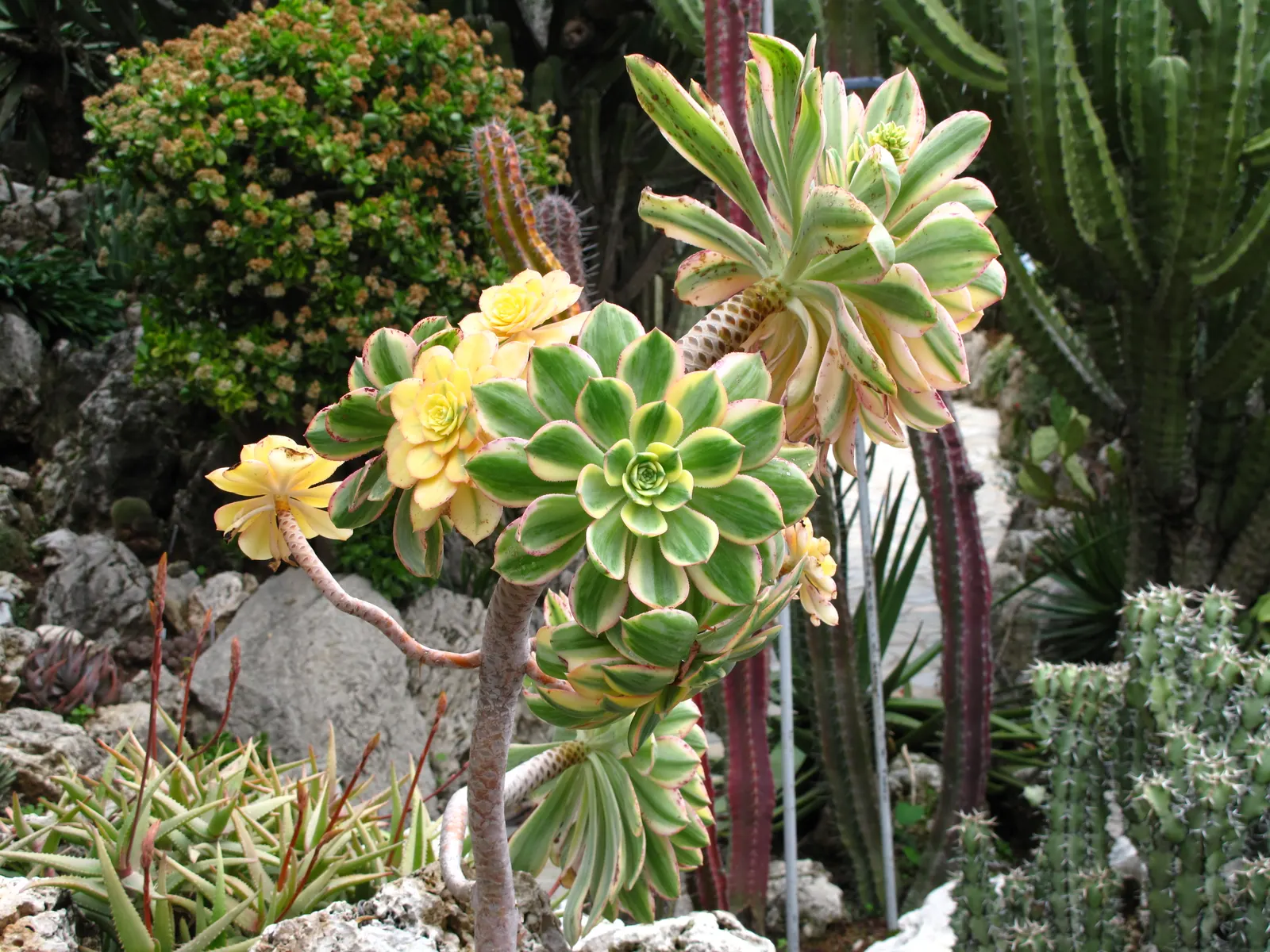 Parasol Aeonium (Aeonium Arboreum) — succulent with yellow blooms
