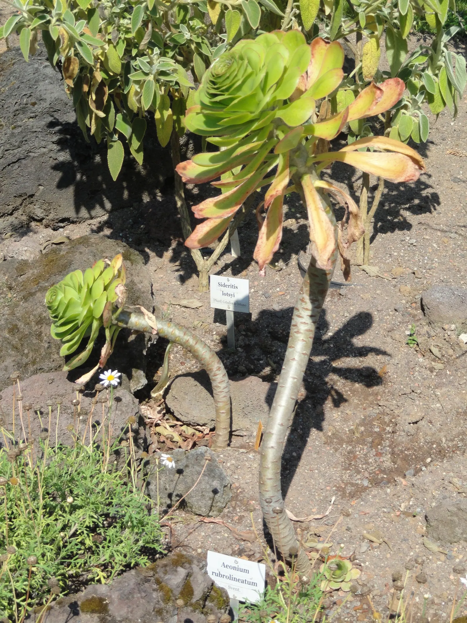 Parasol Aeonium (Aeonium Arboreum) — making it an eye-catching specimen in any xeriscape; its yellow blooms in late winter to spring offer a vibrant contrast