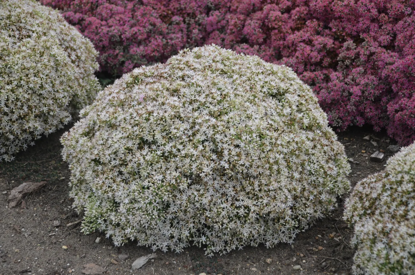 'Bundle of Joy' Stonecrop (Sedum hybrid) — It grows 10-12 inches tall and spreads 16-20 inches in a tidy mound