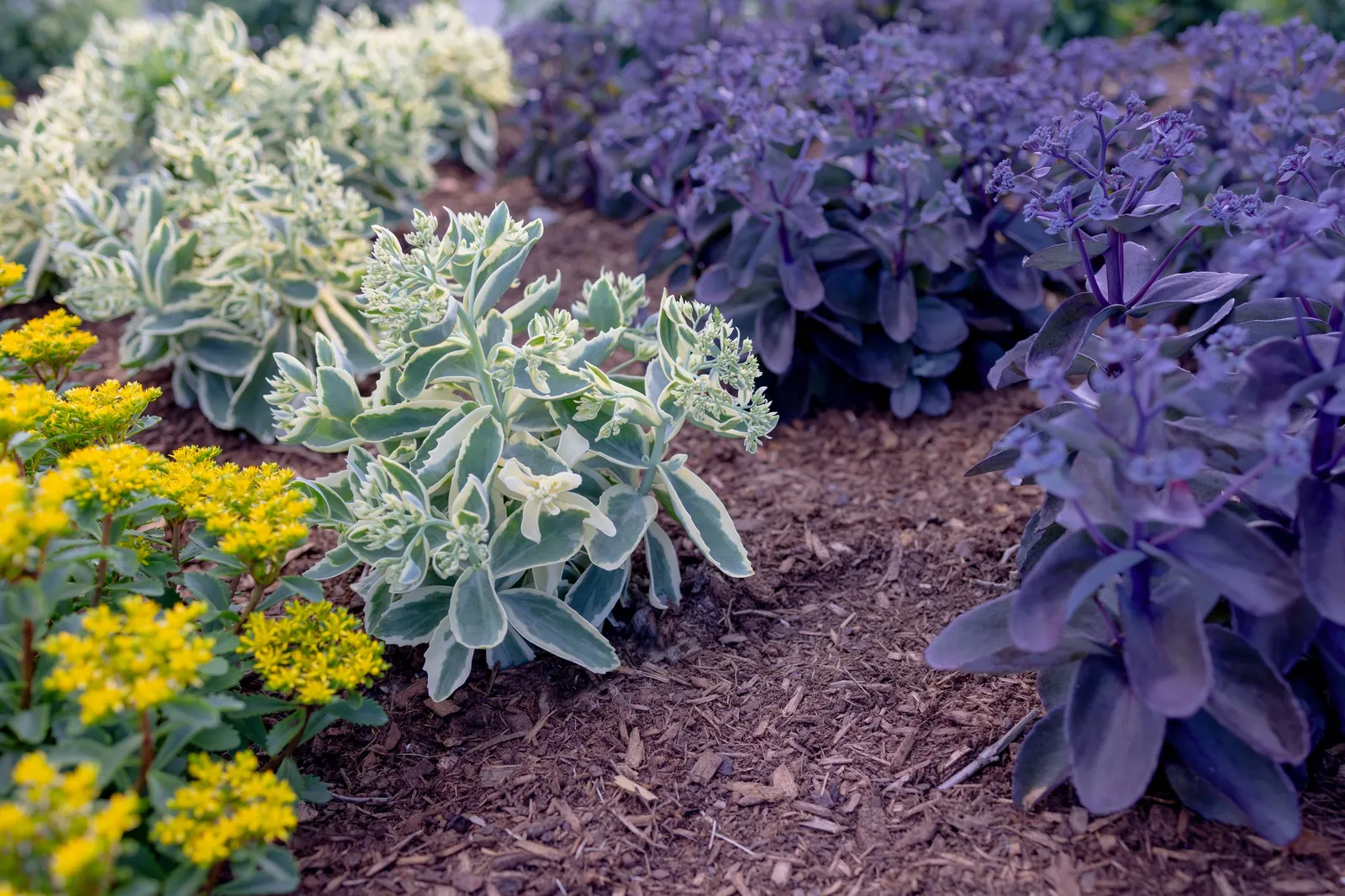 'Boogie Woogie' Stonecrop (Sedum hybrid) — The Sedum hybrid 'Boogie Woogie'