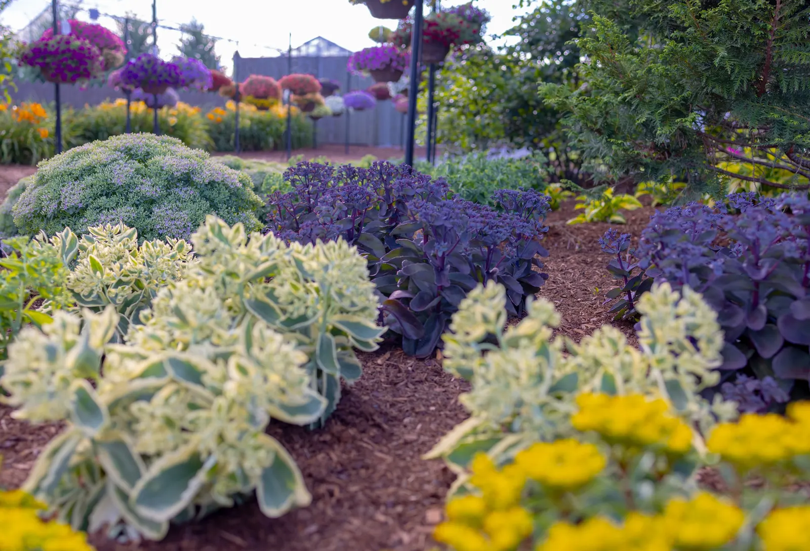 'Boogie Woogie' Stonecrop (Sedum hybrid) — Plant in full sun and sharply drained poor to average soil; water sparingly