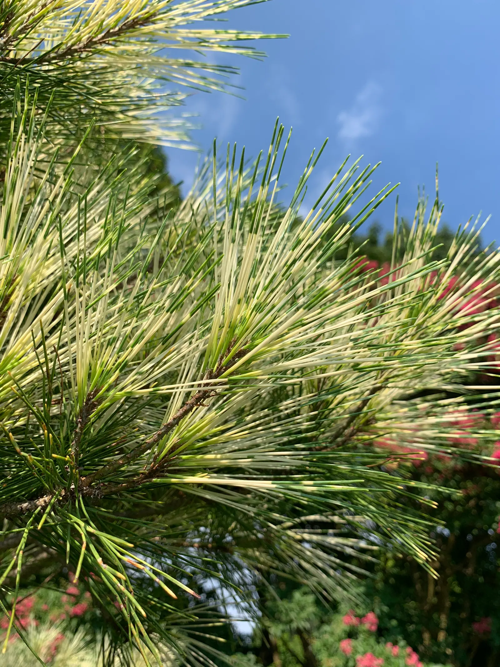 Japanese Red Pine (Pinus Densiflora) — Preferring full sun and well-drained soil, it's hardy to USDA zone 3
