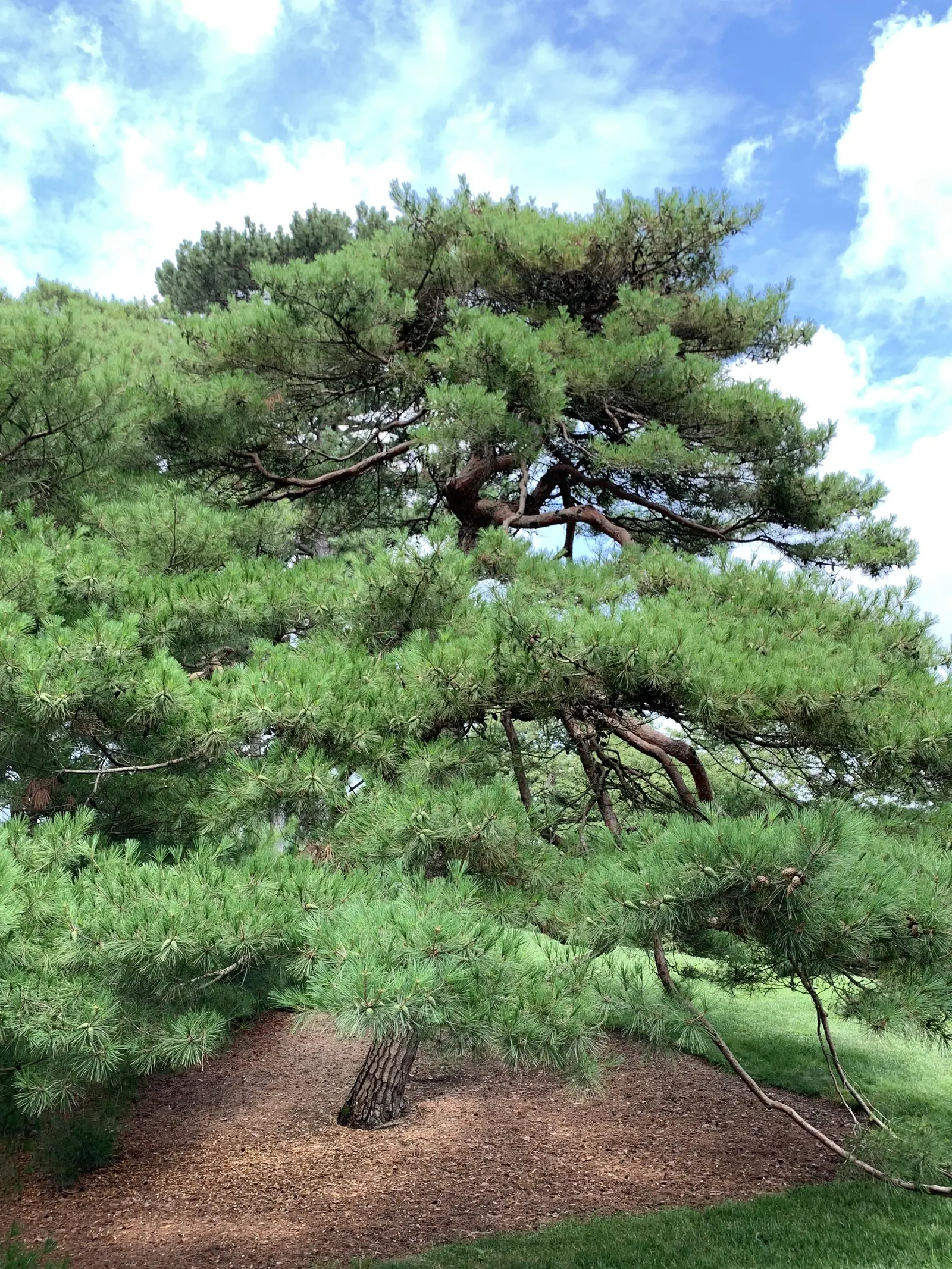 Japanese Red Pine (Pinus Densiflora) — Needles in bundles of two add year-round interest