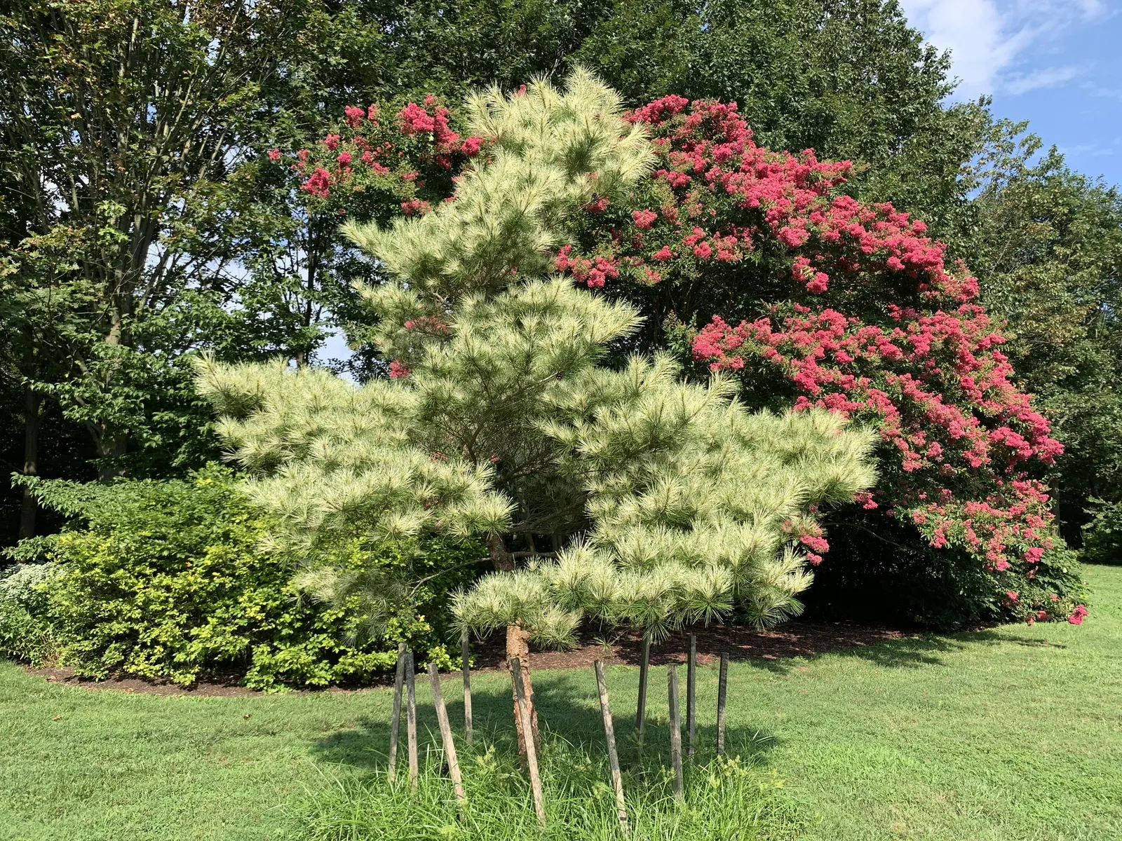 Japanese Red Pine (Pinus Densiflora) — commonly known as Japanese Red Pine