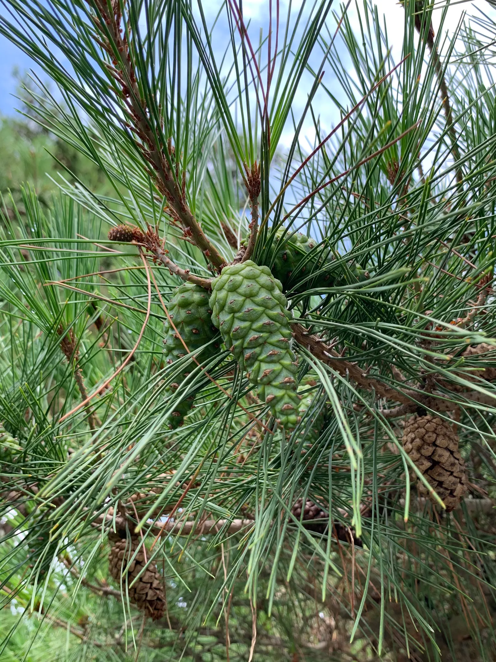 Japanese Red Pine (Pinus Densiflora) — It's an excellent specimen for bonsai or a naturalistic landscape setting