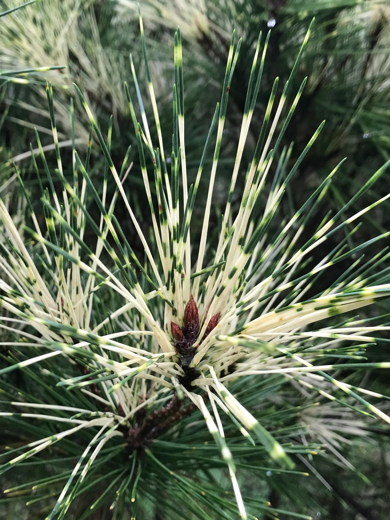 Japanese Red Pine (Pinus Densiflora) — This conifer grows 20-60 ft tall, with a spread of 15-25 ft, ideal for medium-sized gardens