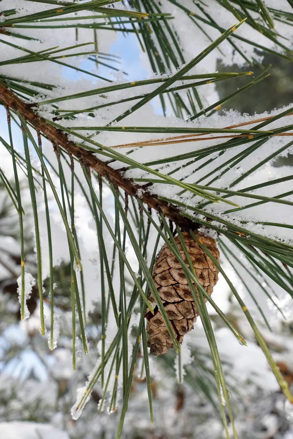 Japanese Red Pine (Pinus Densiflora) — adds exotic appeal with reddish-brown bark that peels in plates