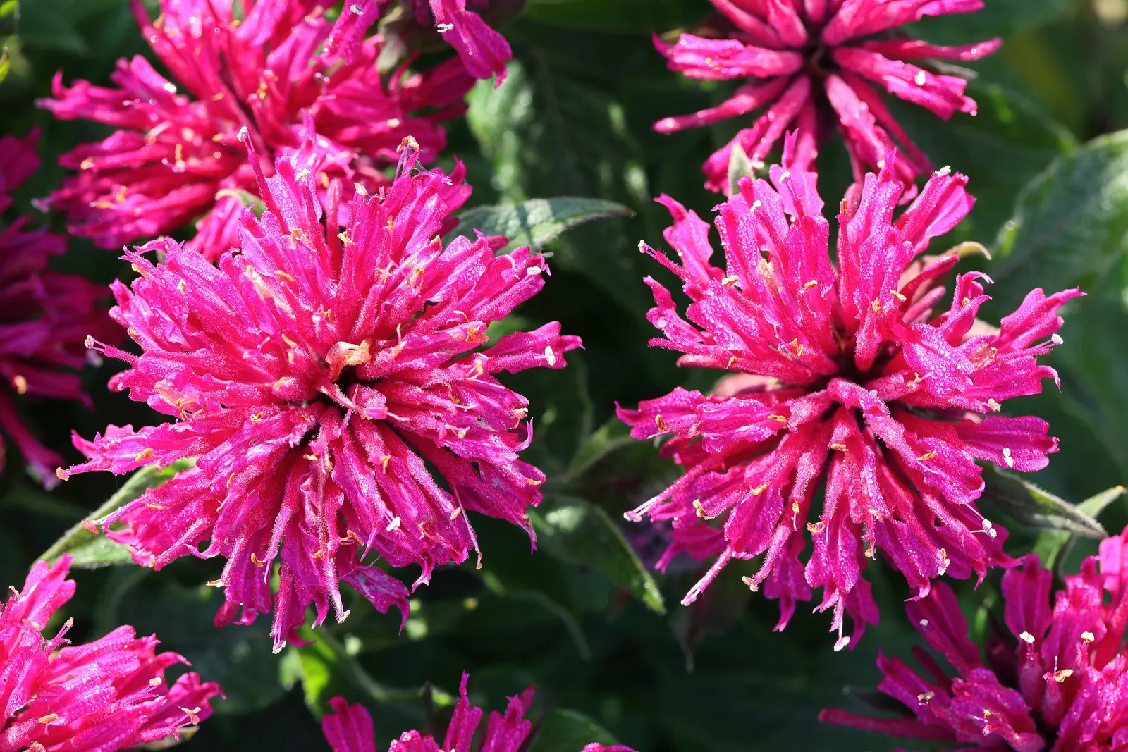 Petite Delight Bee Balm (Monarda Didyma 'Petite Delight') — This cultivar boasts aromatic foliage and striking