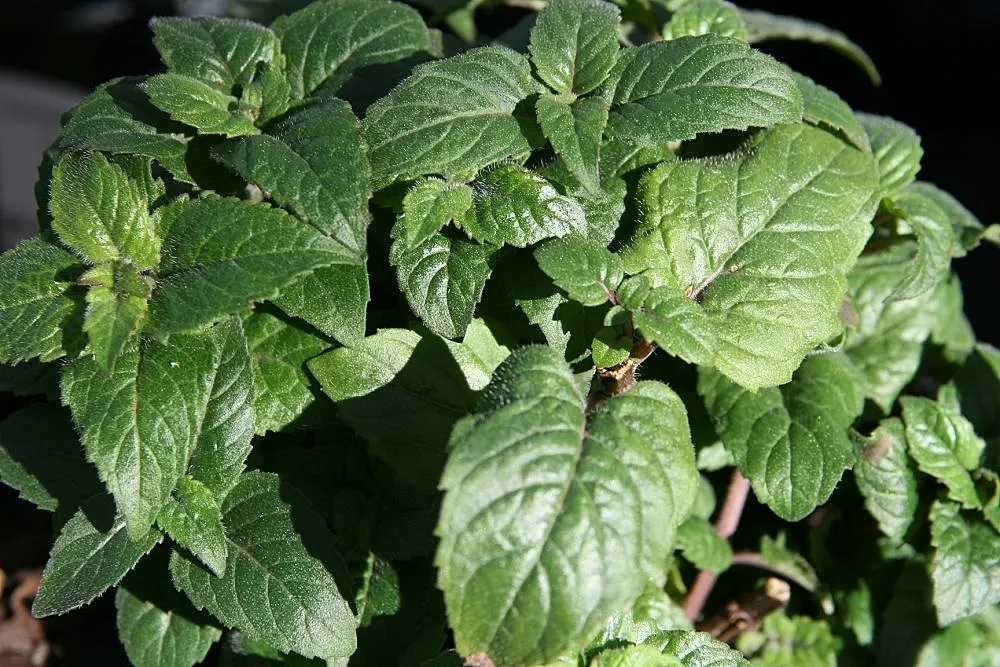Petite Delight Bee Balm (Monarda Didyma 'Petite Delight') — is a compact perennial reaching heights of 10-15 inches