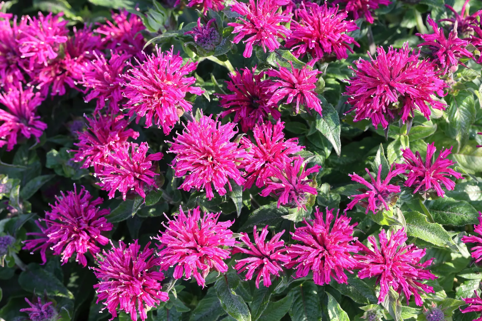 Petite Delight Bee Balm (Monarda Didyma 'Petite Delight') — magenta-pink blooms that create a vibrant display from mid-summer to early fall
