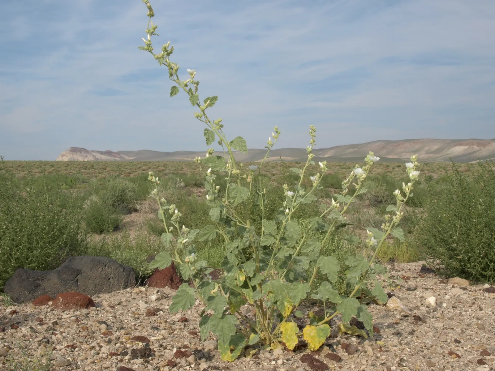 White Globe Mallow (Sphaeralcea Ambigua 'White') — reaches 3 feet in height and spreads up to 2 feet