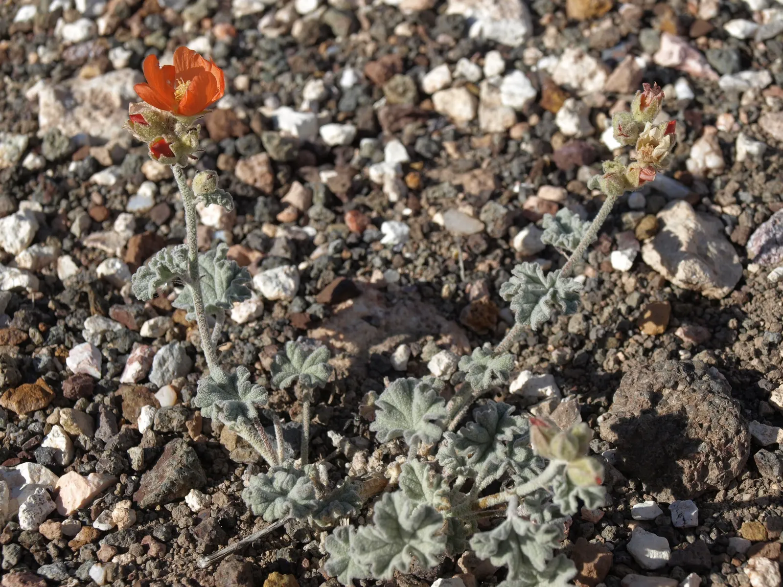 White Globe Mallow (Sphaeralcea Ambigua 'White') — This perennial thrives in full sun