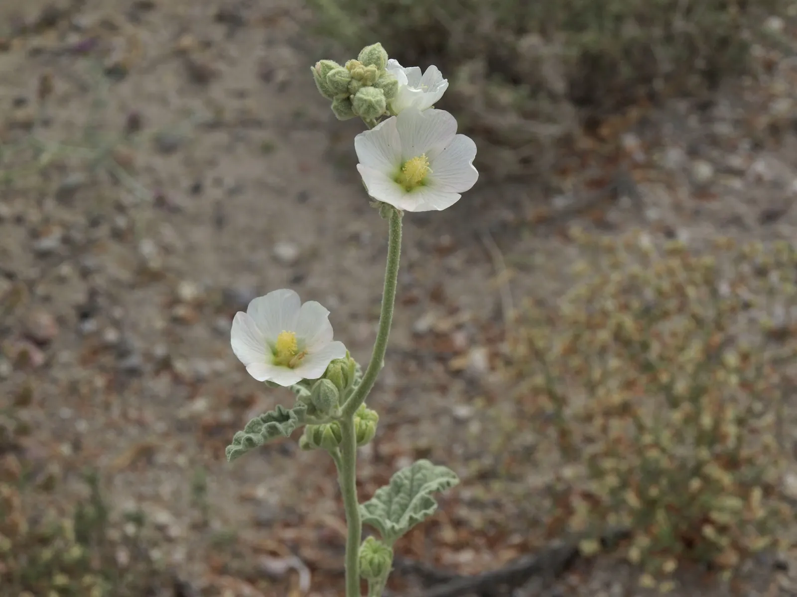 White Globe Mallow (Sphaeralcea Ambigua 'White') — The White Globe Mallow (Sphaeralcea ambigua 'White') presents an elegant choice for xeriscapes