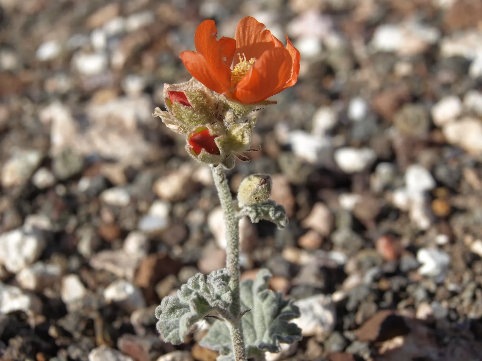White Globe Mallow (Sphaeralcea Ambigua 'White') — lobed leaves beneath a profusion of dainty white blooms