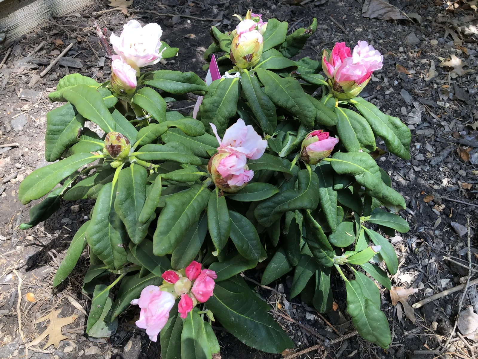 Yaku Princess Rhododendron (Rhododendron 'Yaku Princess') — pale pink flowers that blossom in spring