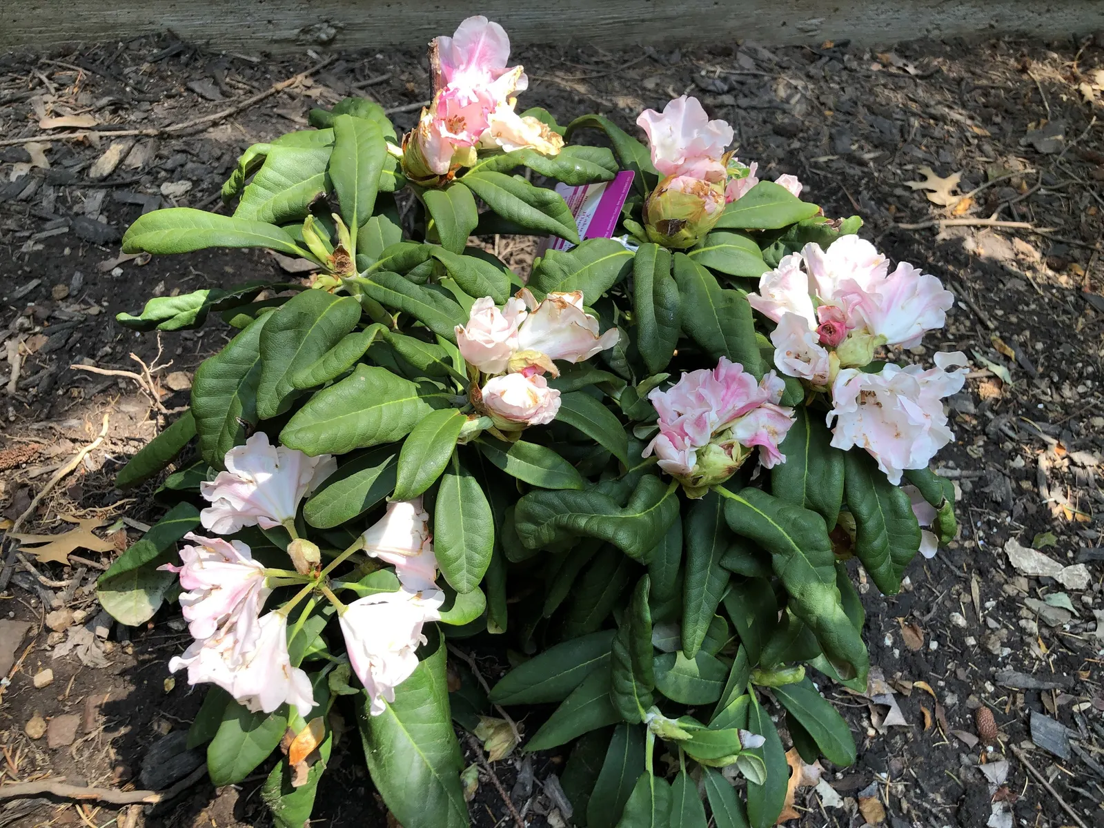 Yaku Princess Rhododendron (Rhododendron 'Yaku Princess') — acidic soil with a pH between 4.5 and 6.0