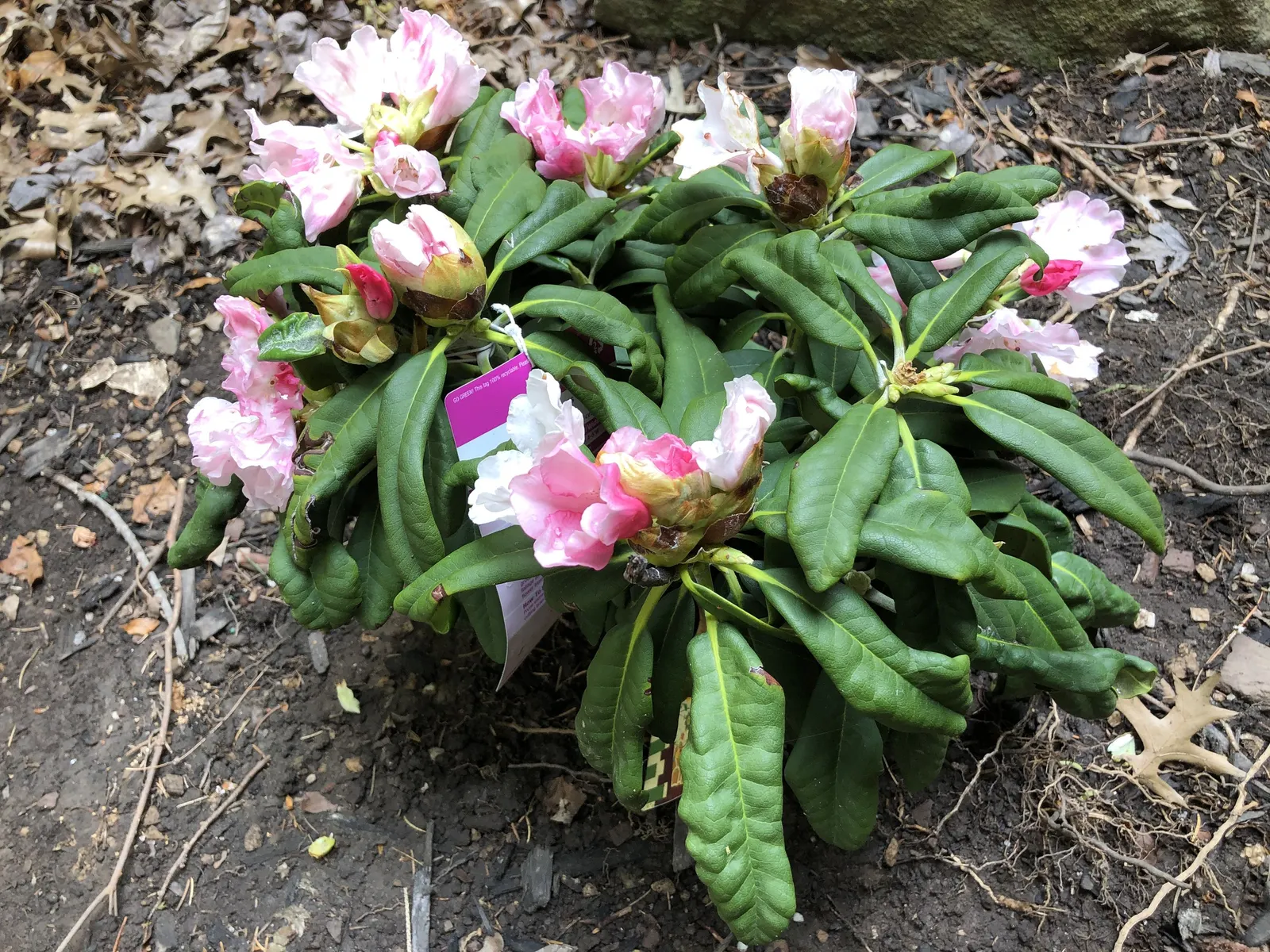 Yaku Princess Rhododendron (Rhododendron 'Yaku Princess') — ideal for small gardens with its mature size of about 3 feet high and 4 feet wide