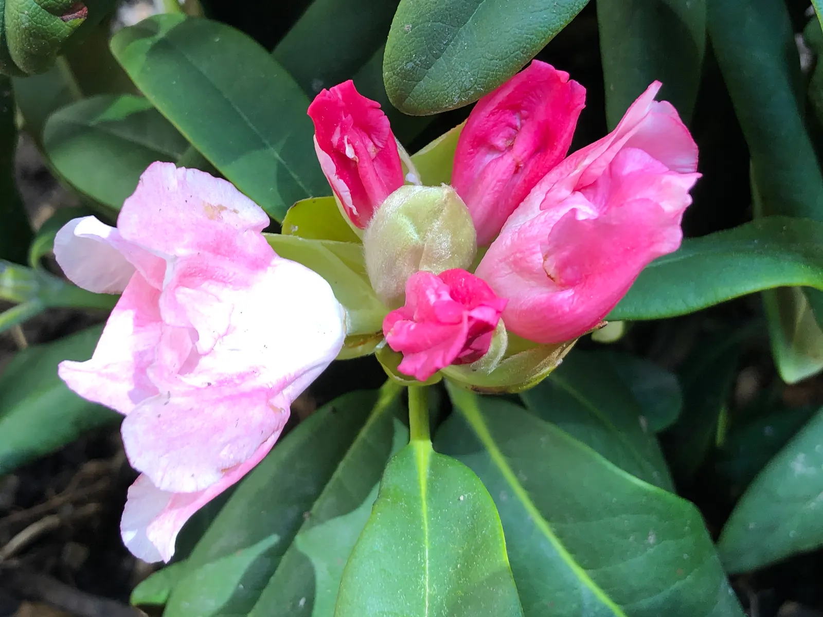 Yaku Princess Rhododendron (Rhododendron 'Yaku Princess') — plant the 'Yaku Princess' Rhododendron in well-draining